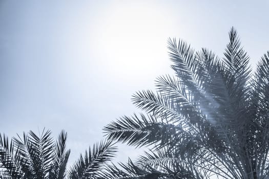 Sun light shines through leaves of palm. Beautiful wanderlust travel journey symbol for vacation trip to southern holiday dream island
