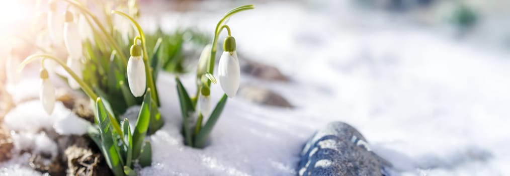 Snowdrop flowers blooming in the snowdrift in the park. View of the spring flowers in nature. Wildflowers in the forest.