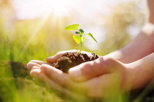 Child's hands holdingprout of a young plant. Concept of a new life, saving planet and gardening.