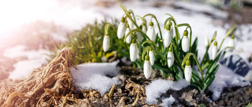 Snowdrop flowers blooming in the snowdrift in the park. View of the spring flowers in nature. Wildflowers in the forest.