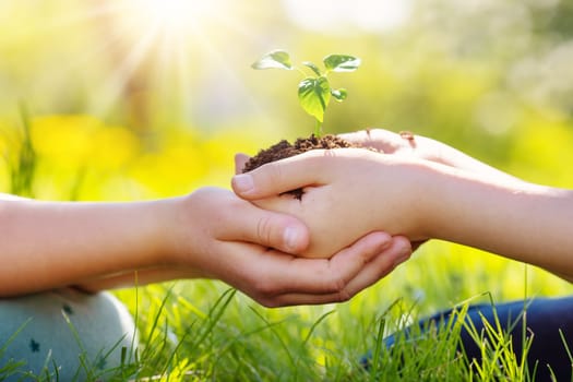 One child giving to another young sprout of a plant from hands to hands. Concept of a new life, saving planet and gardening.