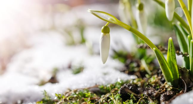 Snowdrop flowers blooming in the snowdrift in the park. View of the spring flowers in nature. Wildflowers in the forest.