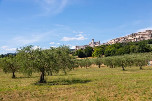 Olive trees in Assisi village in Umbria region, Italy. The town is famous for the most important Italian St. Francis Basilica (Basilica di San Francesco)