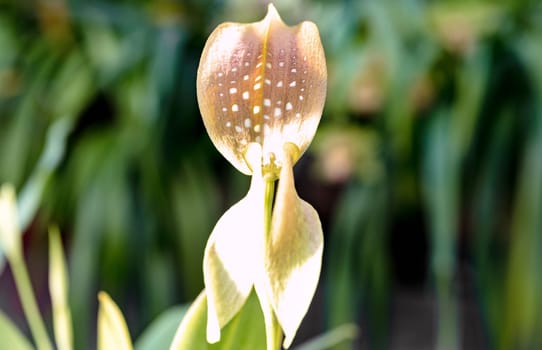 The greenish yellow orchid is very beautiful. Botanical concept. copy space. Minimal.