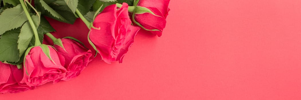 Minimal creative fresh roses on a pastel pink background. Gift concept for Valentine's Day, Wedding or Birthday, banner format. copyspace for text. Flatlay.