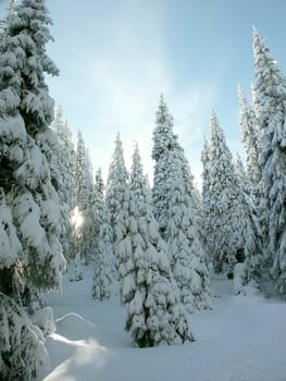 Snow-capped pines on the top of a mountain in the Sudetes on the Polish-Czech border