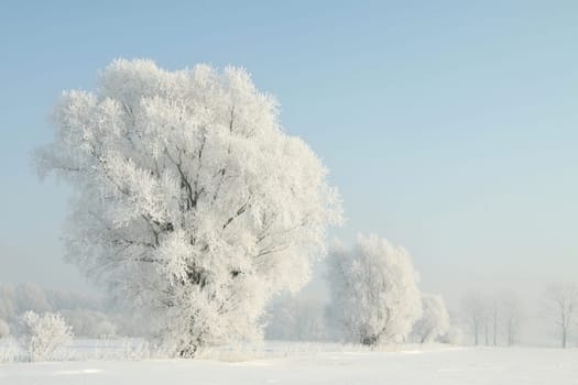 Winter trees covered with frost on a cloudless morning