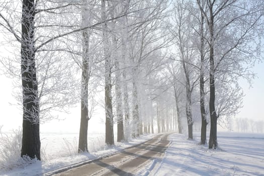 Forest trail among frosted pine trees on a sunny morning