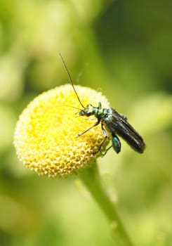 Sham beetle