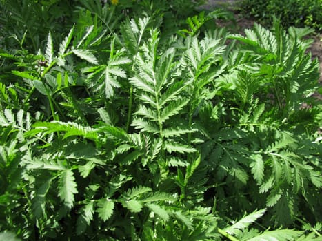 Rainfarn,Tanacetum vulgare