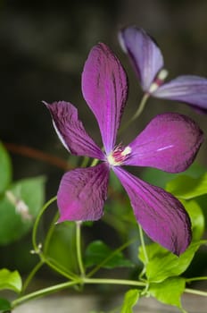 violet blossom