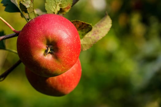 Ripe red apple growing on a tree in garden, closeup detail during sunny day.