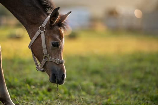 Dark brown Arabian horse foal grazing over green grass field, closeup detail to head.