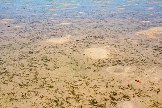 Sun shines to shallow sea during low tide, plants and sand visible under water.