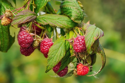 Sun shines to fresh ripe raspberries growing in garden, closeup detail.