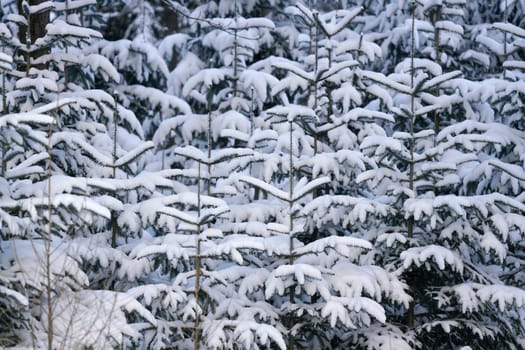 Young coniferous tree in forest, branches covered with fresh snow.