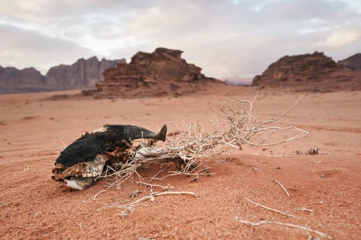 Old goat head skull, meat eaten by wild animals and birds, on red sand desert, mountains in distance, landscape of Wadi Rum, Jordan.
