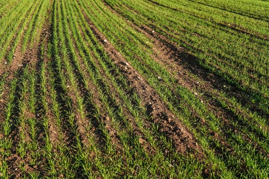 Spring filed with wheat seedlings forming regular lines.