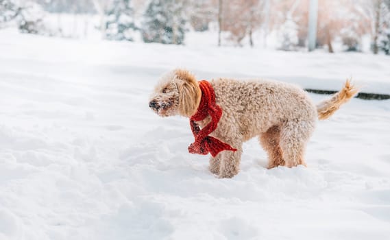 Cute and funny little dog with red scarf playing and jumping in the snow. Happy puddle having fun with snowflakes. Outdoor winter happiness.