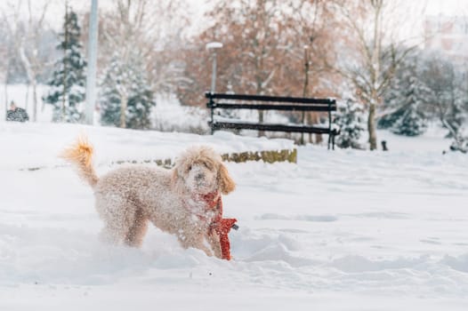 Cute and funny little dog with red scarf playing and jumping in the snow. Happy puddle having fun with snowflakes. Outdoor winter happiness.