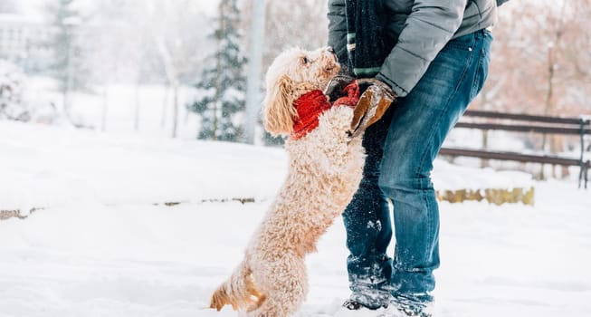 Snowball fight fun with pet and his owner in the snow. Winter holiday emotion. Cute puddle dog and man playing and running in the forest. Film filter image.