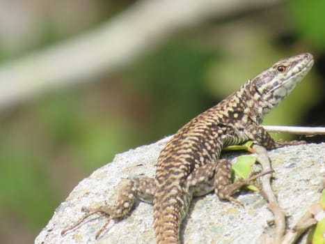 reptile lizard animal camouflage motionless predatory observation