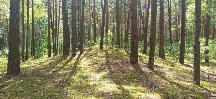 Sunlight from top in forest. Summer wood. Forest landscape. Bright sun beams in dark forest. Beautiful wood landscape. Pine forest with trees on glade and brushwood