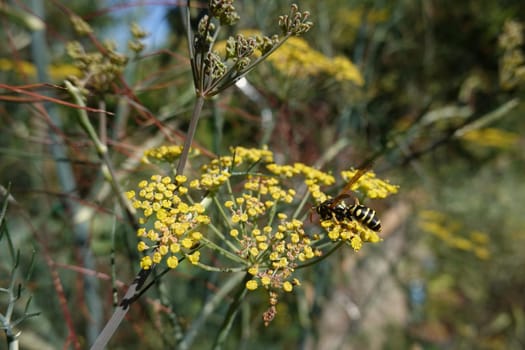 Haus-Feldwespe (Polistes dominula) auf Fenchel-Dolde (Foeniculum vulgare)