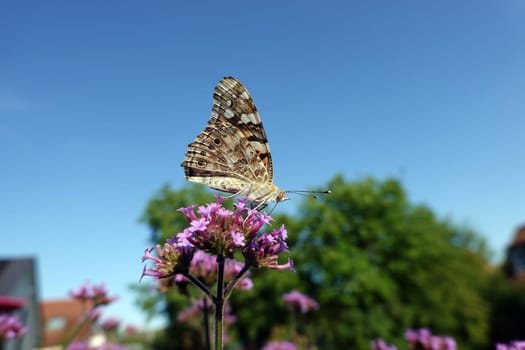 Distelfalter (Vanessa cardui) an den Blüten eines Patagonische Eisenkraut (Verbena bonariensis