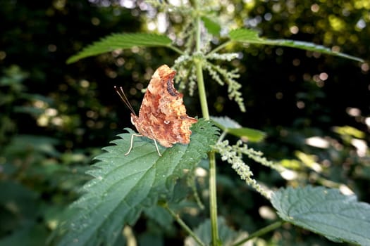 C-Falter (Polygonia c-album, Syn. Nymphalis c-album), mit geschlossenen Flügeln auf dem Blatt einer Grossen Brennessel (Urtica dioica) sitzend