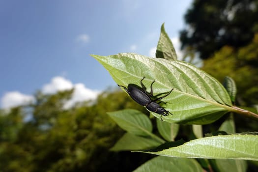 Balkenschröter (Dorcus parallelipipedus)