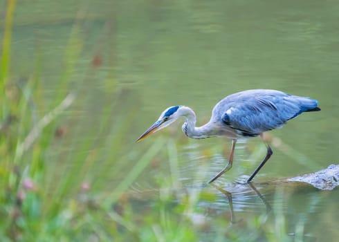 Great Blue Heron Perched on Log