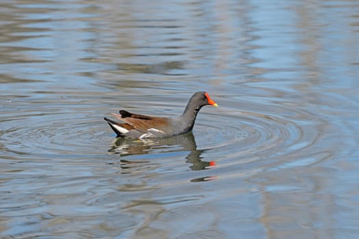 Common Gallinule On a Sunny Day in Elm Lake in Brazos Bend State Park in Texas