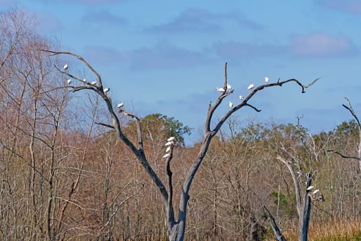 A Flock of White Ibis in a Dead Tree in Brazos Bend State Park in Texas