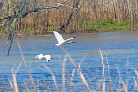 A Pair of White Ibis in Flight Over a Bayou on Elm Lake in Brazos Bend State Park in Texas
