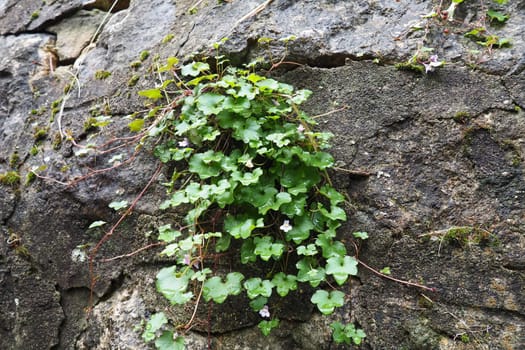 Cymbalaria cymbalum is a genus of herbaceous plants in the Plantain family Plantaginaceae, common in the Mediterranean. Cymbalaria saxifrage grown on a stone wall. Small green leaves in the shade.