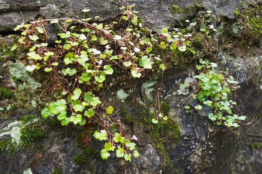 Cymbalaria cymbalum is a genus of herbaceous plants in the Plantain family Plantaginaceae, common in the Mediterranean. Cymbalaria saxifrage grown on a stone wall. Small green leaves in the shade.