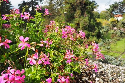 Blooming pink ivy geranium pelargonium, vertical design of landscaping of streets and parks. Beautiful large pelargonium geranium cranesbill flowers. Floriculture and horticulture. Banja Koviljaca