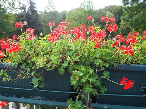 Blooming pink ivy geranium pelargonium, vertical design of landscaping of streets and parks. Beautiful large pelargonium geranium cranesbill flowers. Floriculture and horticulture. Banja Koviljaca