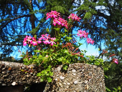 Blooming pink ivy geranium pelargonium, vertical design of landscaping of streets and parks. Beautiful large pelargonium geranium cranesbill flowers. Floriculture and horticulture. Banja Koviljaca