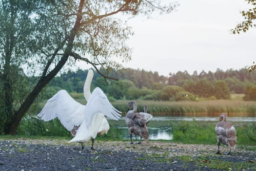 White graceful swan stand with back on ground near lake and flap wings. Group of white and gray swans on swimming. Beautiful waterfowl bird. Waterscape, wildlife, summer. Green plants on river bank.