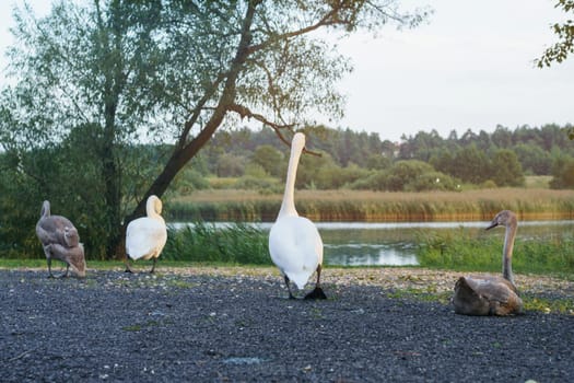 White graceful swan stand on ground near lake. Group of white and gray swans on swimming. Beautiful waterfowl bird. Waterscape, wildlife, summer, natural beauty. Green plants on river bank.
