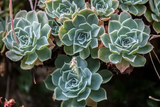 Compact rosettes of Echeveria, family Crassulaceae. Closeup