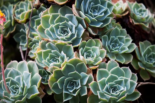 Compact rosettes of Echeveria, family Crassulaceae. Closeup