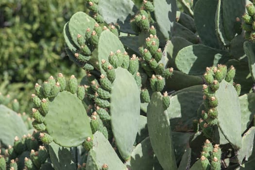 Barbary fig plant at Alagon Valley, Caceres, Extremadura, Spain