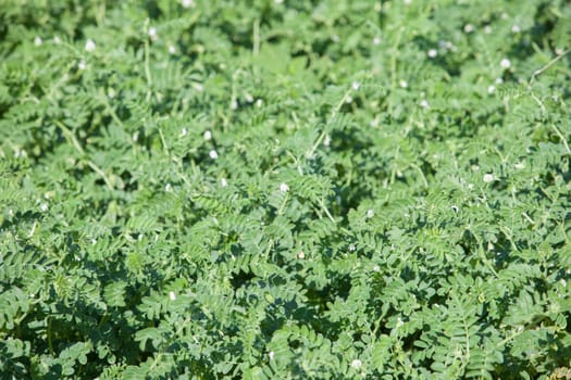 Peas plantation in Alagon Valley. Aceituna, Caceres, Extremadura, Spain