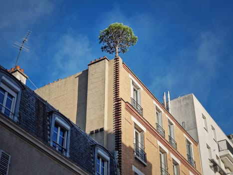 Pine tree growing on the top of a building in Asnieres, France. City environment, greening concept, the power of nature. Plants growing on the concrete roofs.