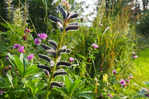 Lupine, wolf bean, Lupinus - a genus of plants from the legume family Fabaceae. Dry seeds in a bean. Reproduction by seeds. Lupins in the garden or meadow. Breeding and care of lupins. Bluebonnet