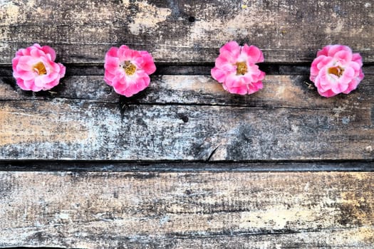 Buds of spray pink terry roses on a wooden background. Four beautiful roses are laid out on the table in a horizontal line. copy space. Free space for text. Card, surface layout