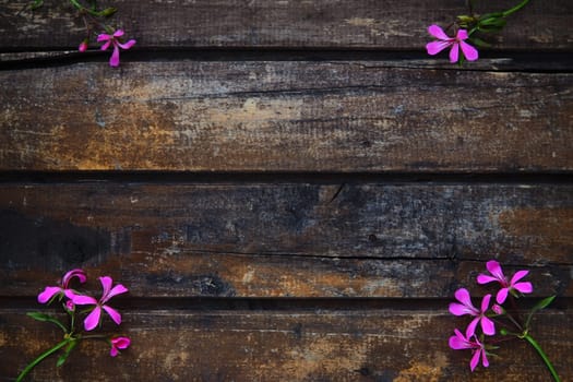 inflorescence of pink ivy geranium on a wooden background. Four beautiful inflorescence of pink ivy geranium are laid out on the table in the corners. Copy space. Free space for text. Postcard layout